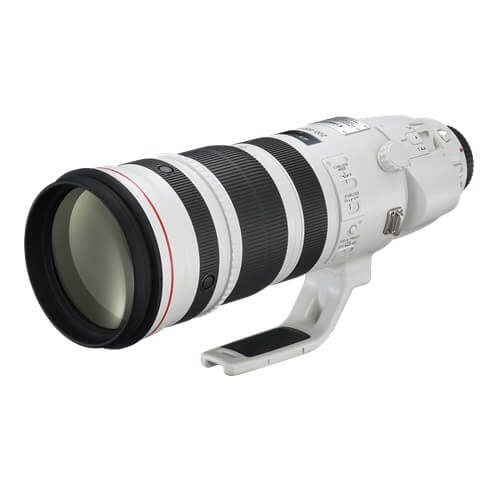 Canon EF 200-400mm f/4L IS USM with Ext 1.4x
